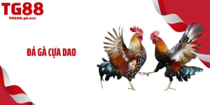 Đá Gà Cựa Dao Gây Sốt Với Tốc Độ Hạ Gục Chớp Nhoáng 