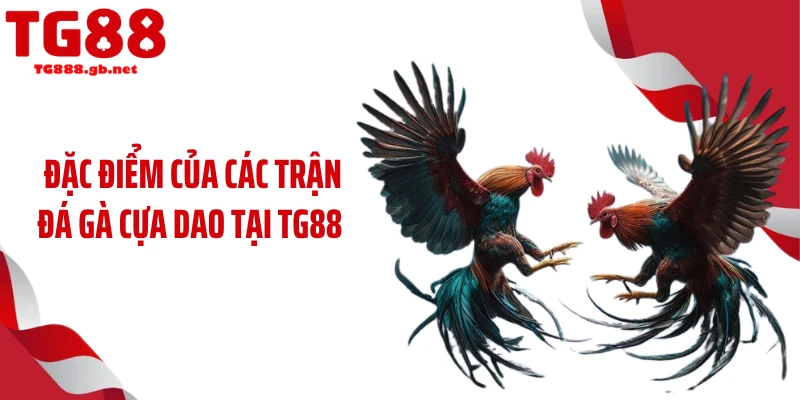Đặc điểm của các trận đá gà cựa dao tại TG88