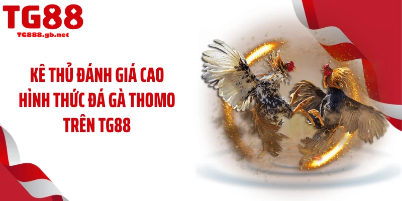 Kê thủ đánh giá cao hình thức đá gà thomo trên TG88