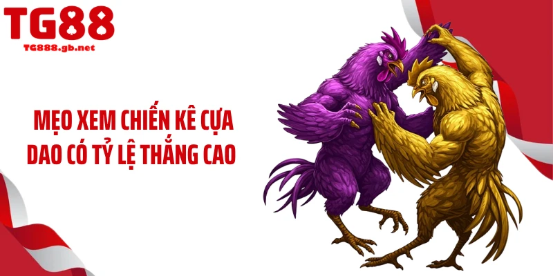 Mẹo xem chiến kê cựa dao có tỷ lệ thắng cao