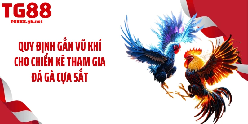 Quy định gắn vũ khí cho chiến kê tham gia đá gà cựa sắt